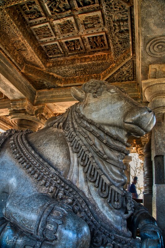 Monolithic Nandi in the southern entrance facing the Hoysaleshwara Shiva Linga - 40
