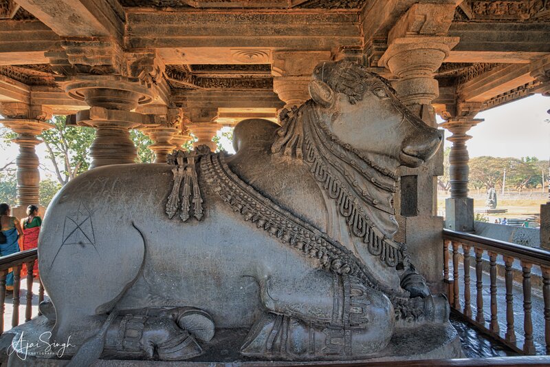 Monolithic Nandi in the southern entrance facing the Hoysaleshwara Shiva Linga - 39
